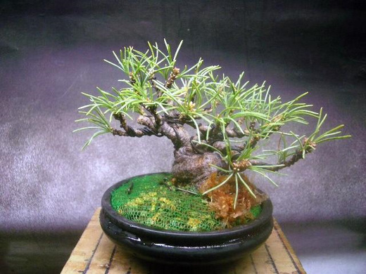 2月 五葉松 株立ちつくりと針金かけ・植替え - 市川三郎の「プチ盆栽日記」