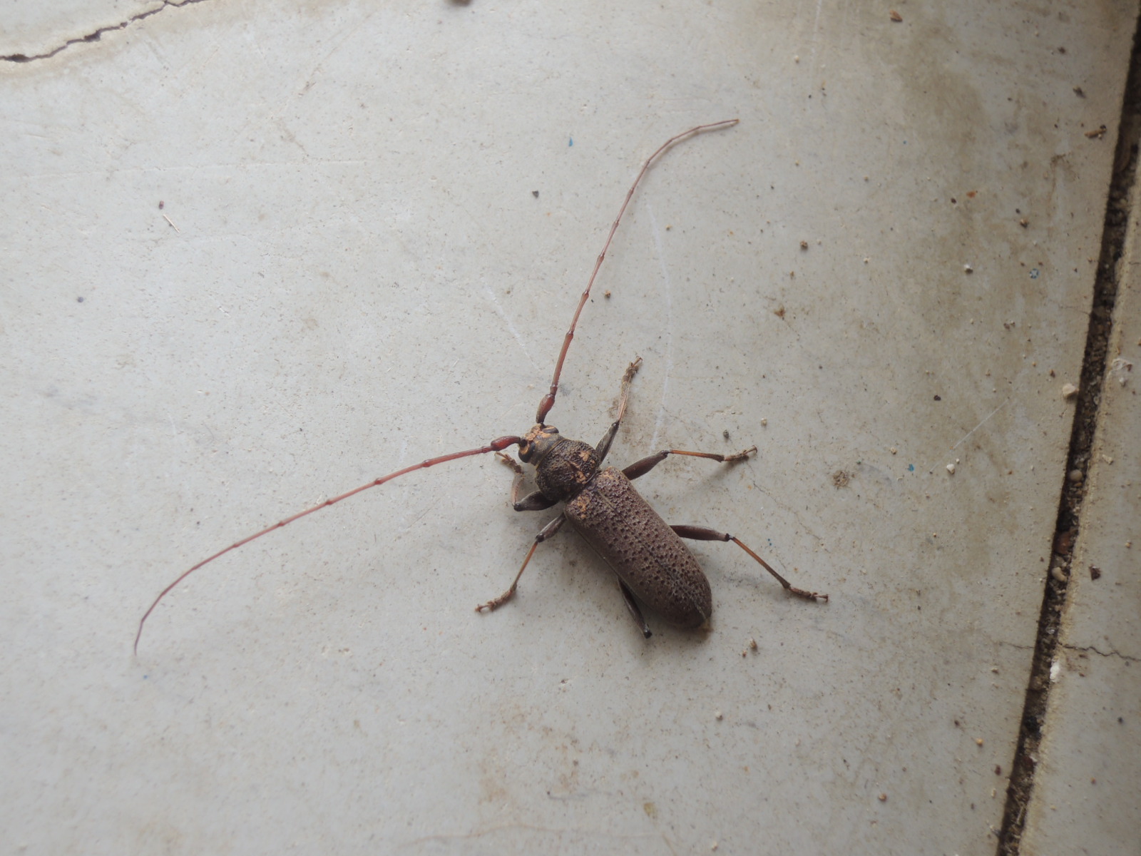 イエカミキリ のアーカイブ