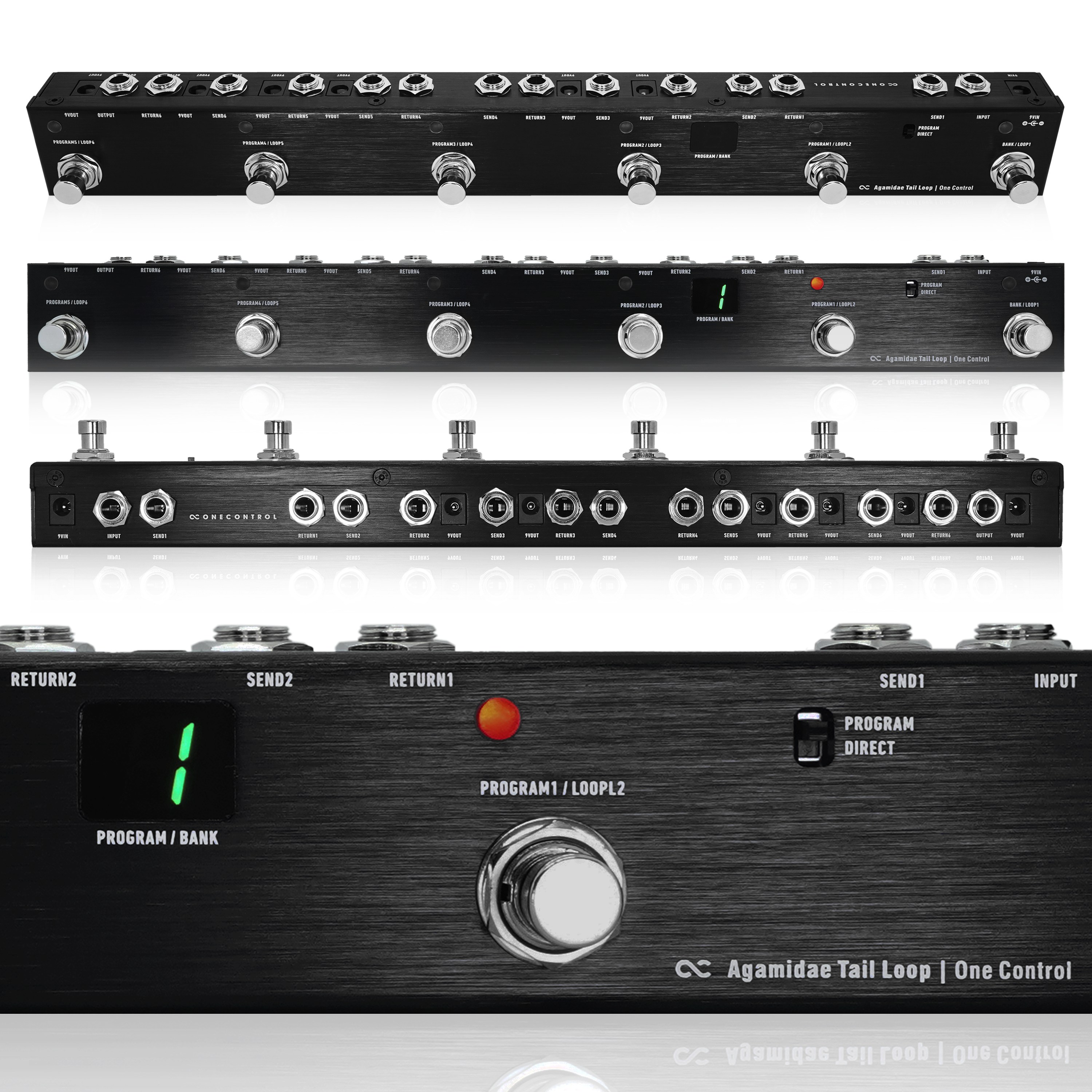 Agamidae-Tail-Loop-01.png?v=