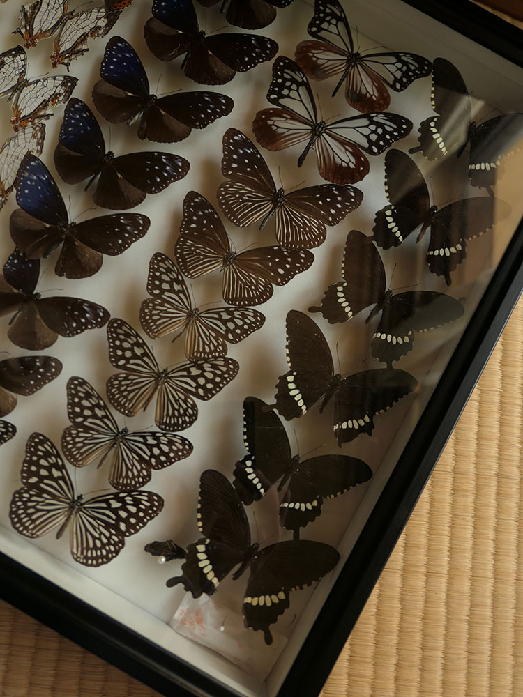 中古ドイツ箱 5箱 セット 昆虫用品 ドイツ箱 中古品 5箱セット ドイツ