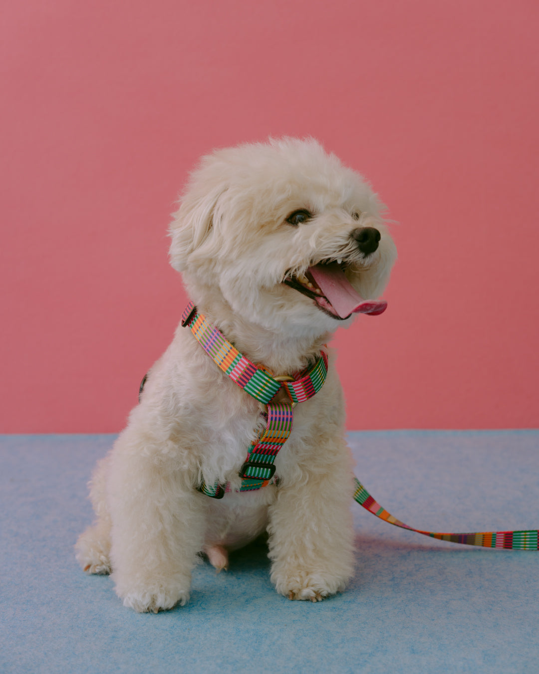 ハーネス AMY 再入荷！ 2026.02.05 – ciiron tokyo