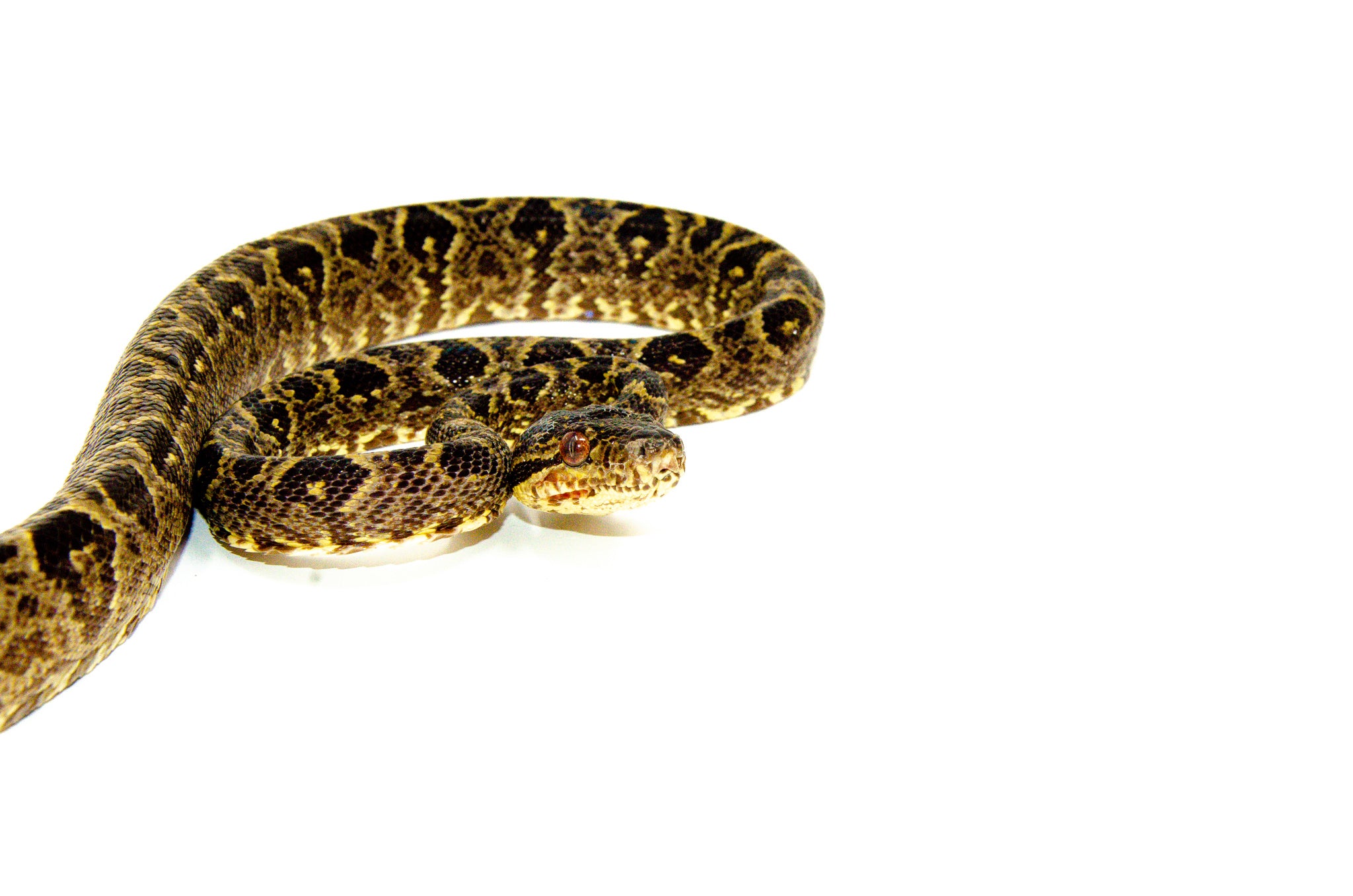 Amazon Tree Boa (Red Color Phase) For Sale | American Reptile