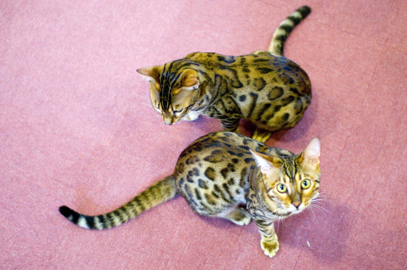 Nyantsume: Osaka Dotonbori