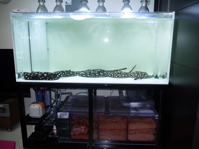 オーバーフロー水槽セット 底面、背面、白 アクリル水槽