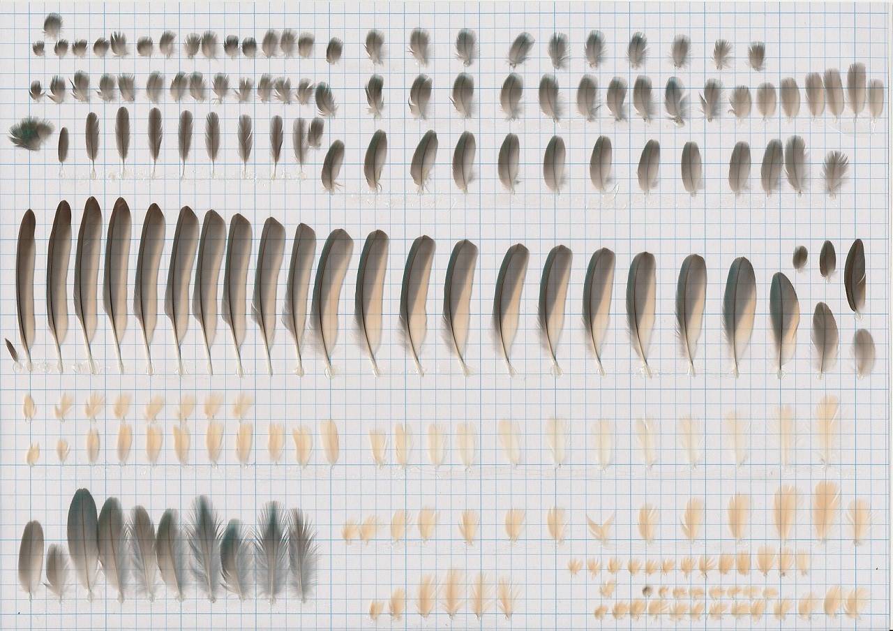 羽根 ～カワセミ類～ | 気ままに自然 Watching ～信大生が贈る信州の自然～