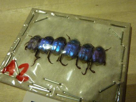 フェアの戦利品 | 虫けら屋の「ちょっと虫採り行ってくる！」