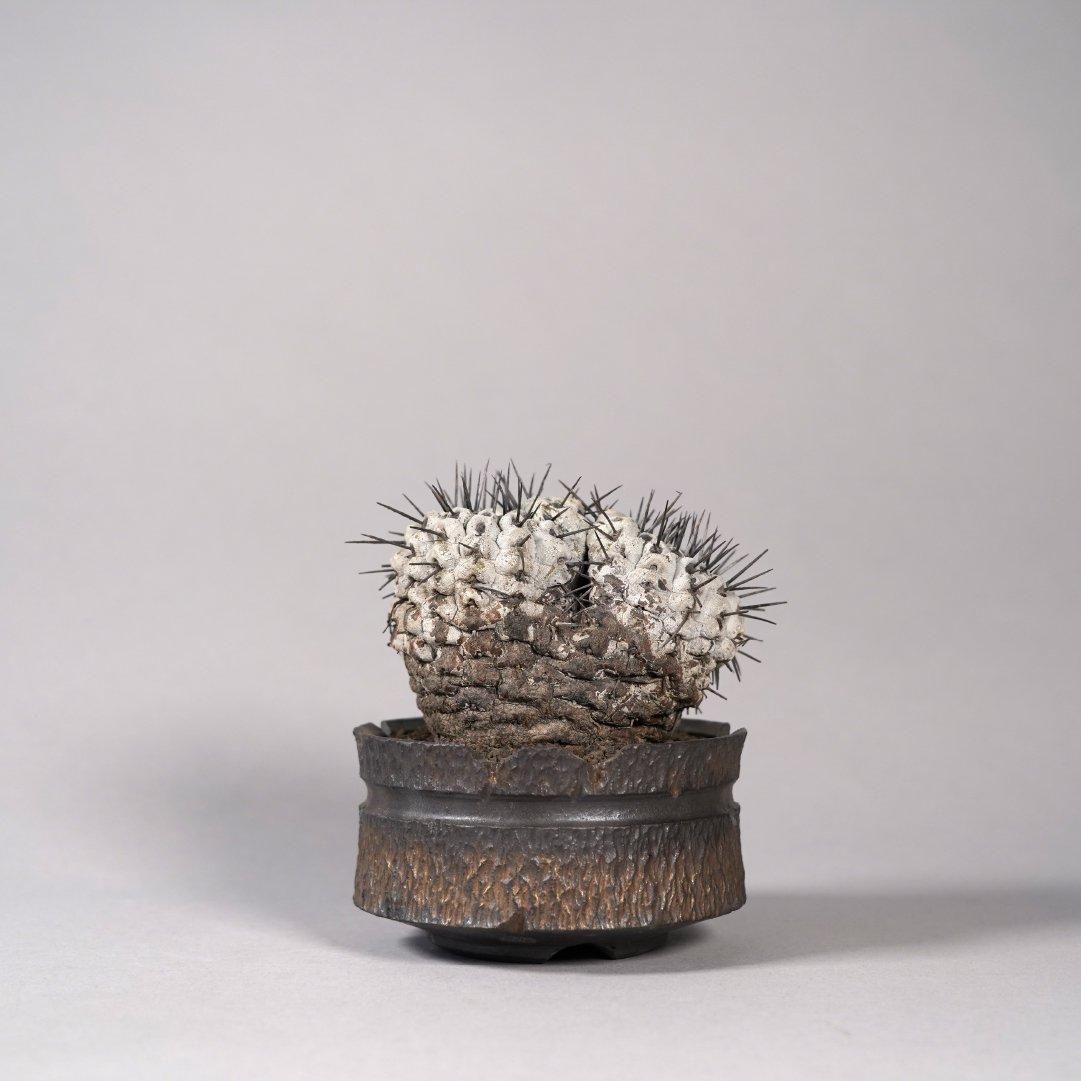 Copiapoa cinerea var. columna-alba × “GOUJIN”POT〝D〟 – BOTANIZE