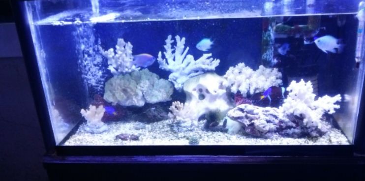 小型水槽レイアウト用の飾りサンゴのご紹介だよ。 | 飾りサンゴ