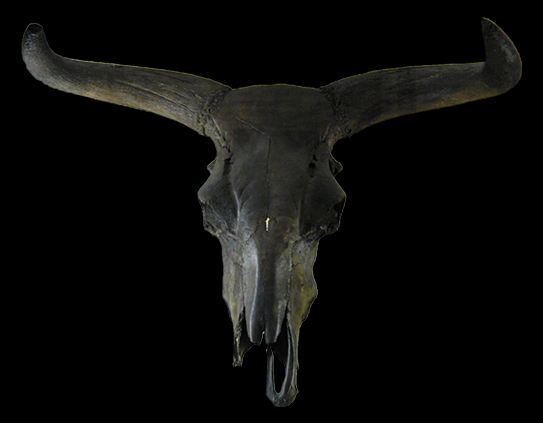 LOST ZOO | オーロックス LOST ZOOにヨーロッパゾーンがオープンします!