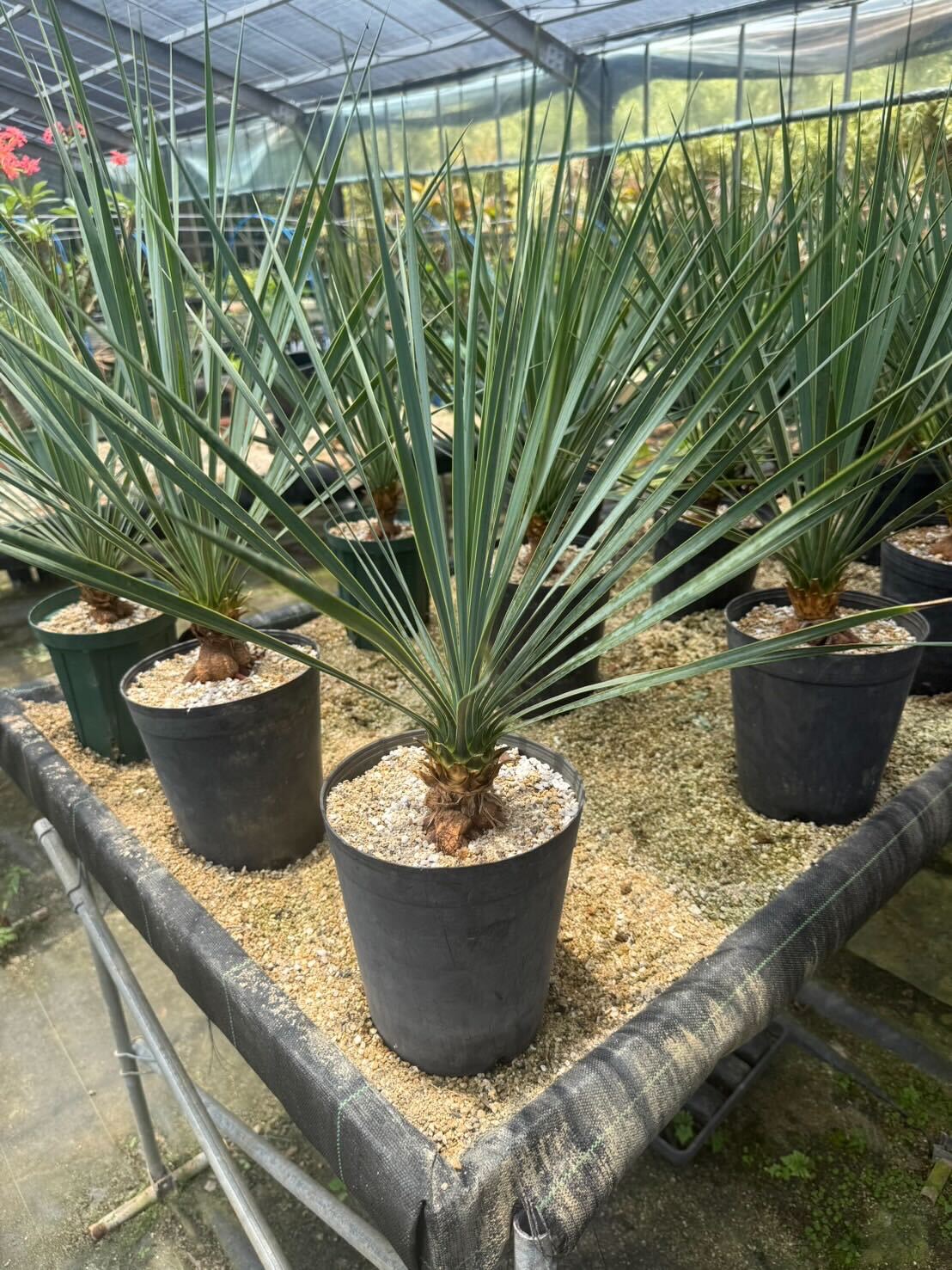 専用出品 耐寒性ユッカ ロストラータ40株鉢植え発送 専用出品 耐寒性