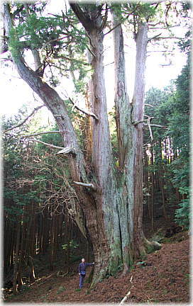 河内の大スギ（河内の大杉）
