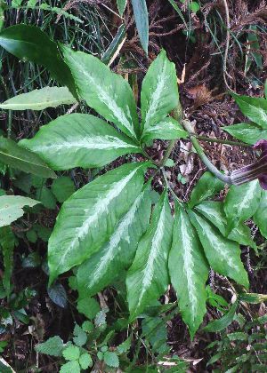 山野草 アマギテンナンショウ 中2球 開花するかも 四季の山野草（ミミ