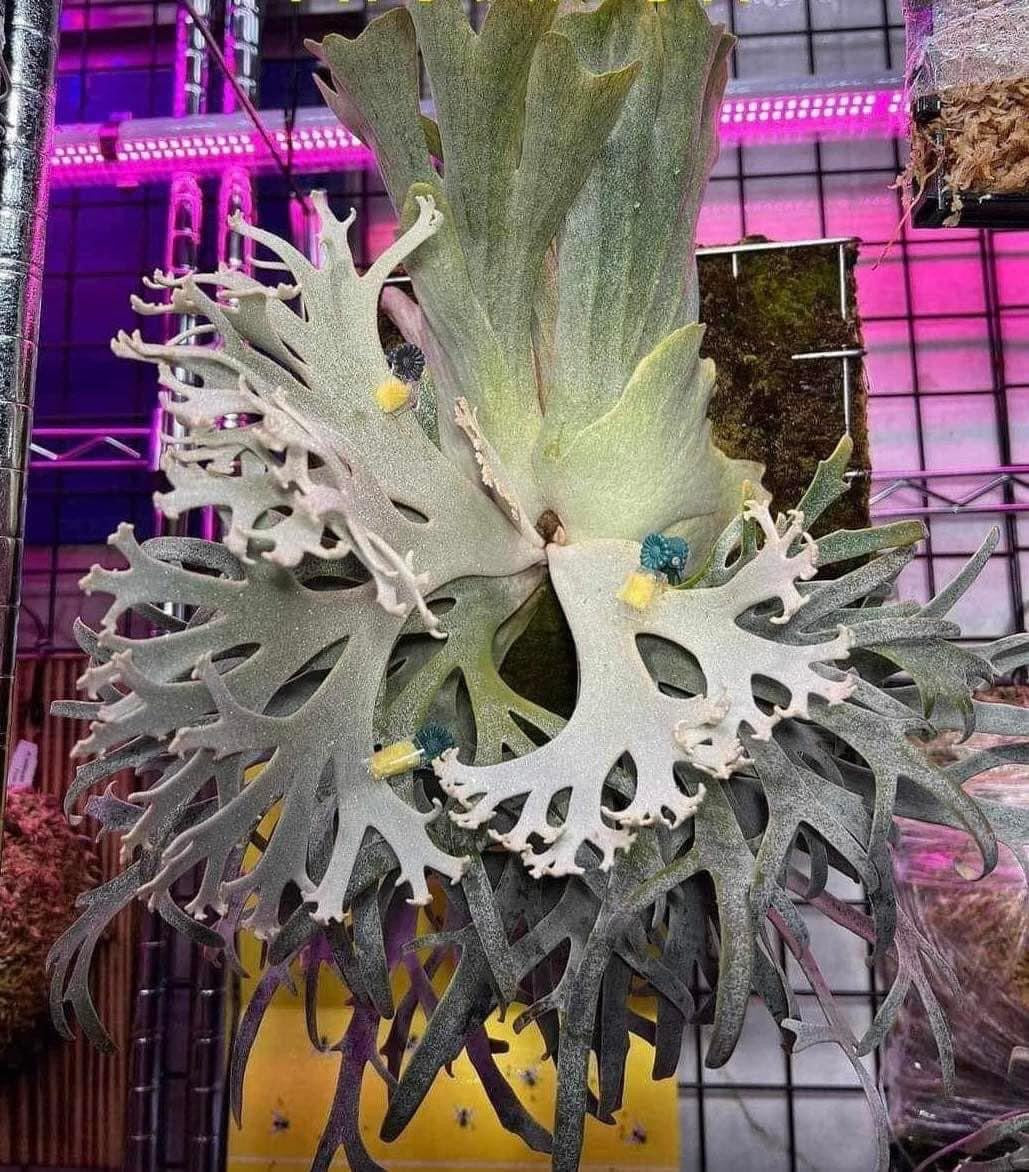 IMG-4711.jpg?crop=center&