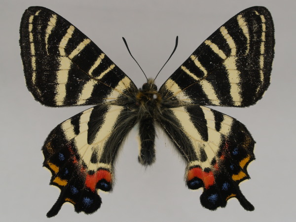 2023年8月31日(木曜日) | ちょうちょ採り日記