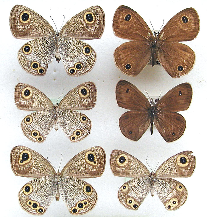 カ*コ様 ウラジャノメ 北海道産 6♂ 日本産蝶標本 カ*コ様 ウラ