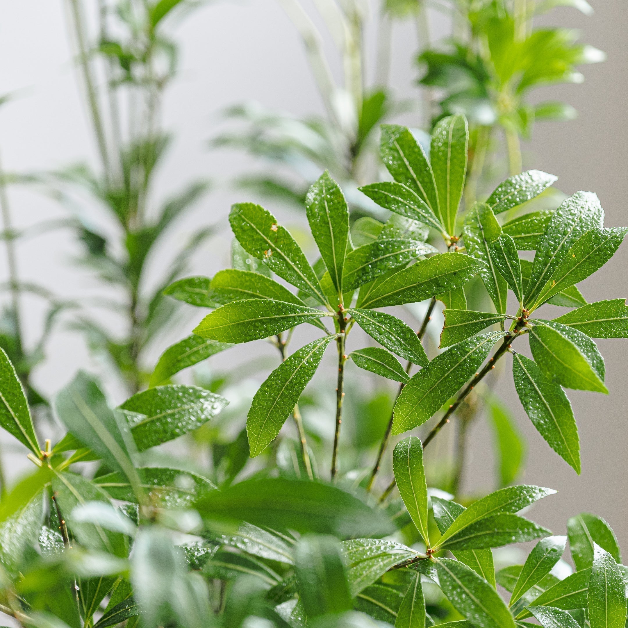 アセビ（馬酔木）の特徴と飾り方｜ツヤのある濃い緑の葉が夏に人気の枝もの