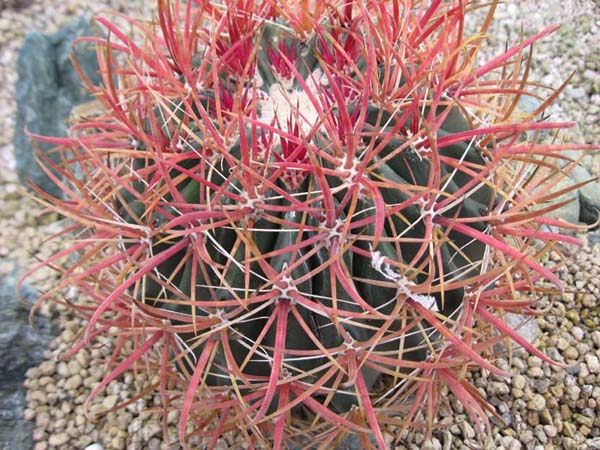 サボテン フェロカクタス 貴重 赤棘金冠竜 ハイブリッド 古株 巨大株