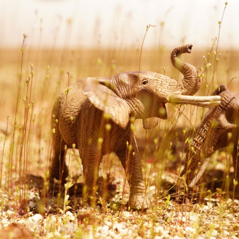 Schleich アフリカ象(オス) 14762 – Toy&Co- おもちゃとコーヒーの店