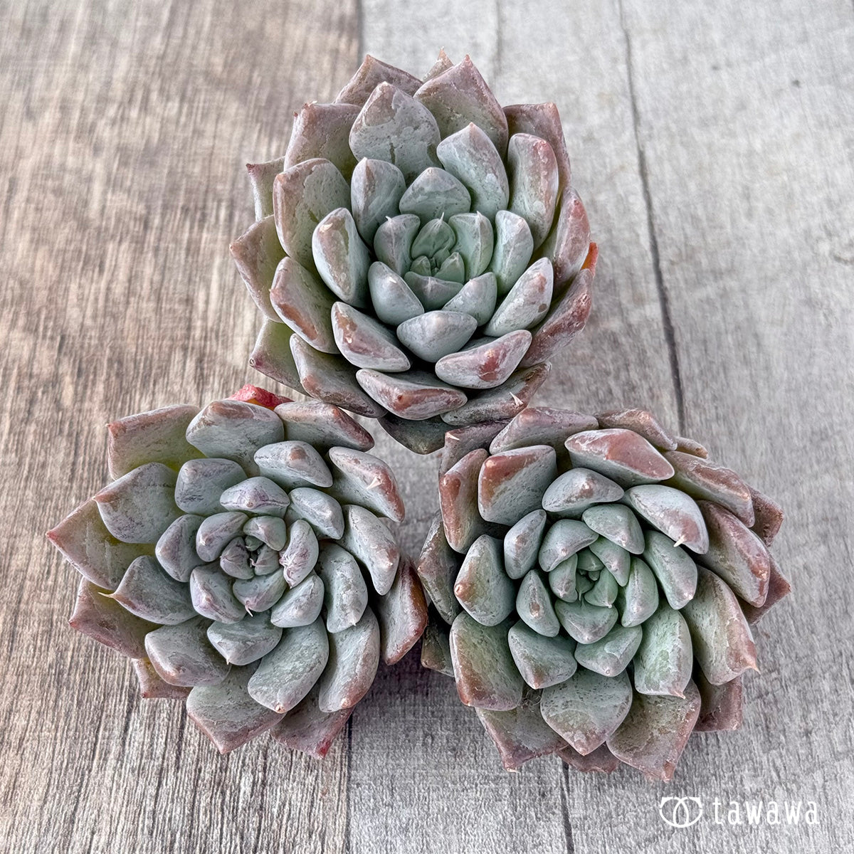 Top【選抜株】 多肉植物 23472ウェルス 105個 プラグトレー苗 Top