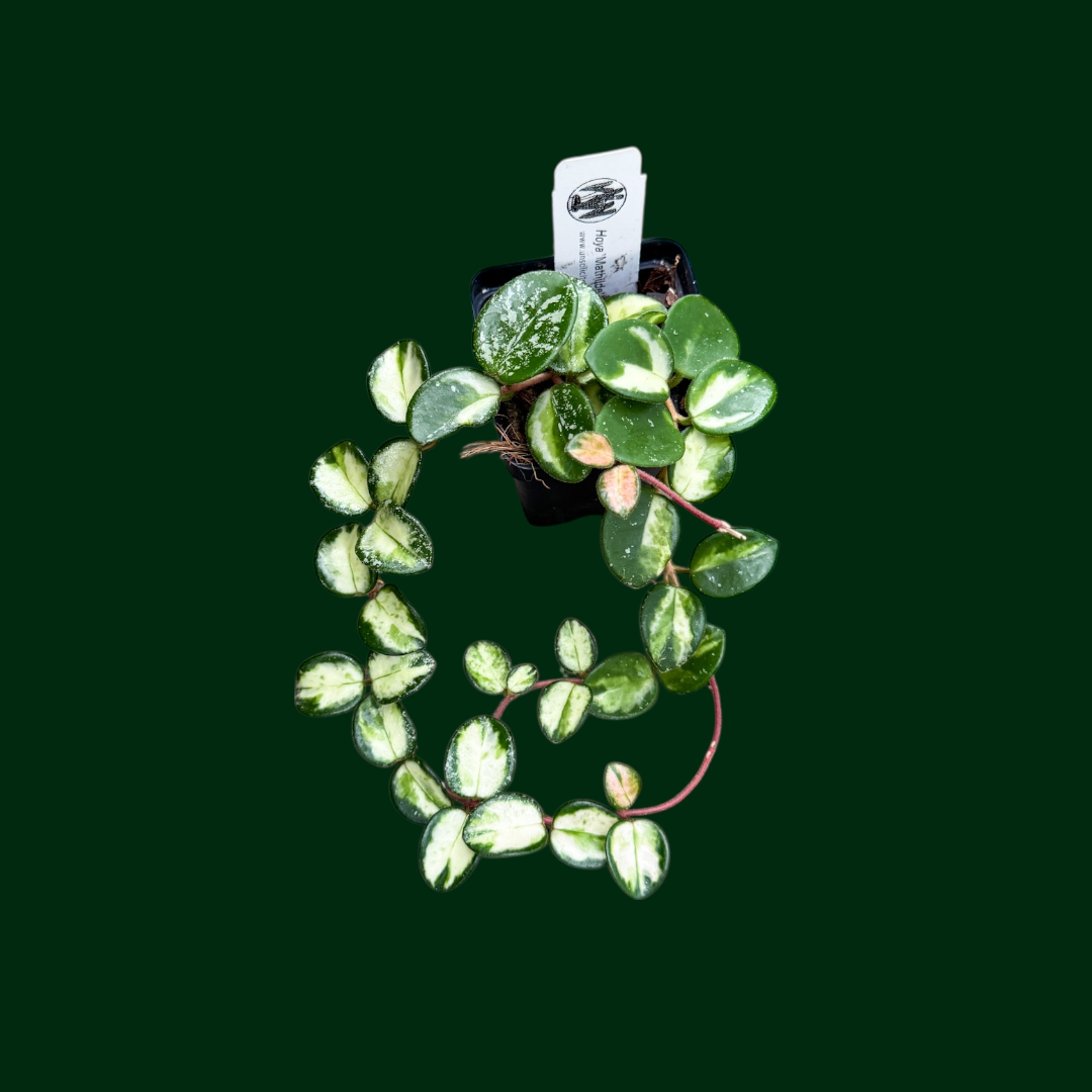 Hoya 'Mathilde' (variegated) – Unsolicited Plant Talks