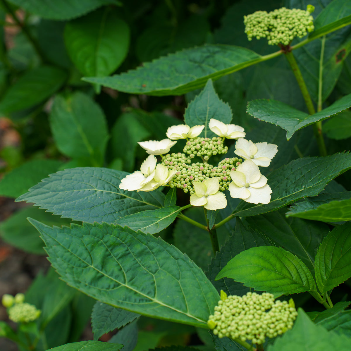 TokyoDelightHydrangea_1_1200x1