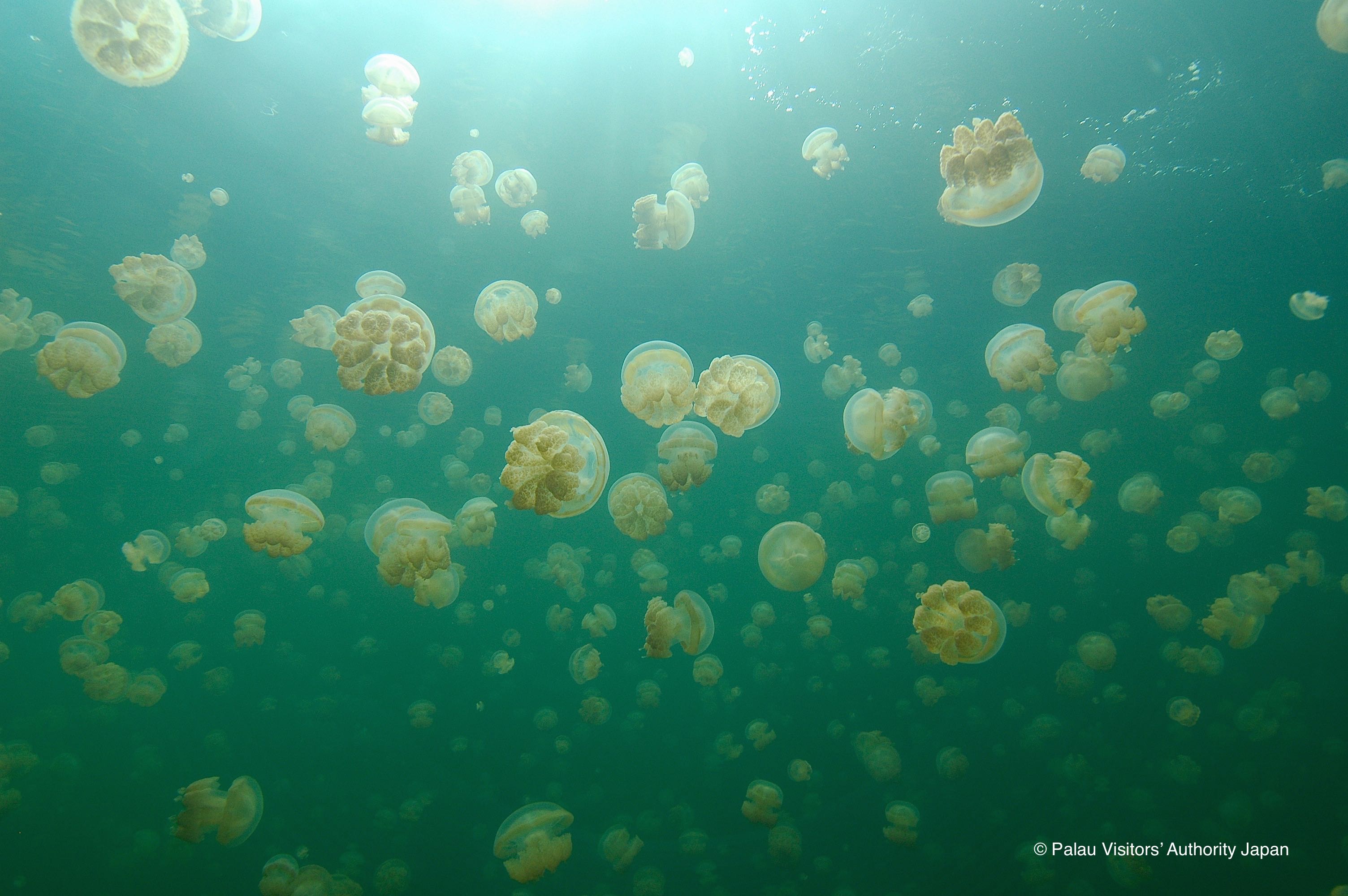 ジェリーフィッシュレイク：トリビア（パラオ豆知識）＃5 -