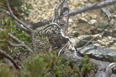 タカネヒカゲ写真