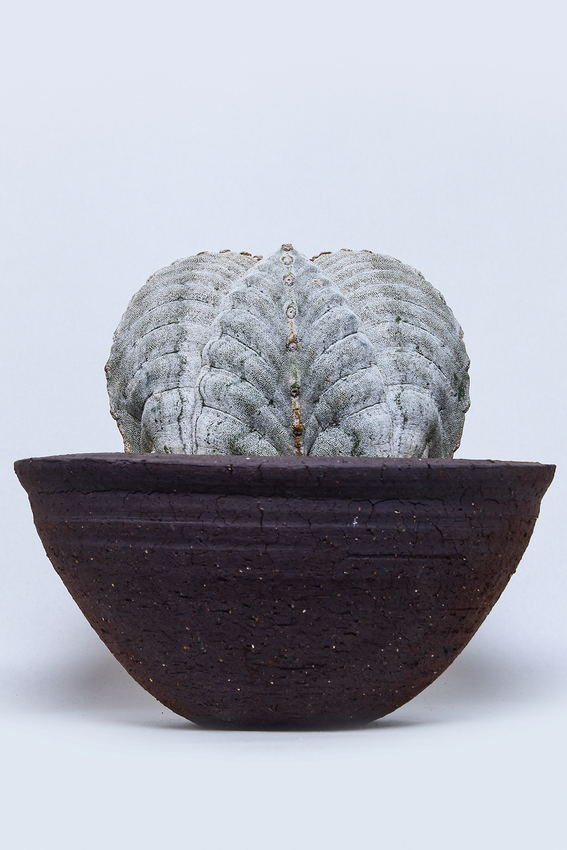 アストロフィツム 鸞鳳玉ストロンギロゴナム | 叢 – くさむら – Qusamura