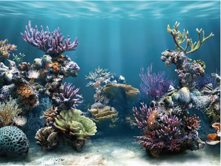 Profesional | タルゴ