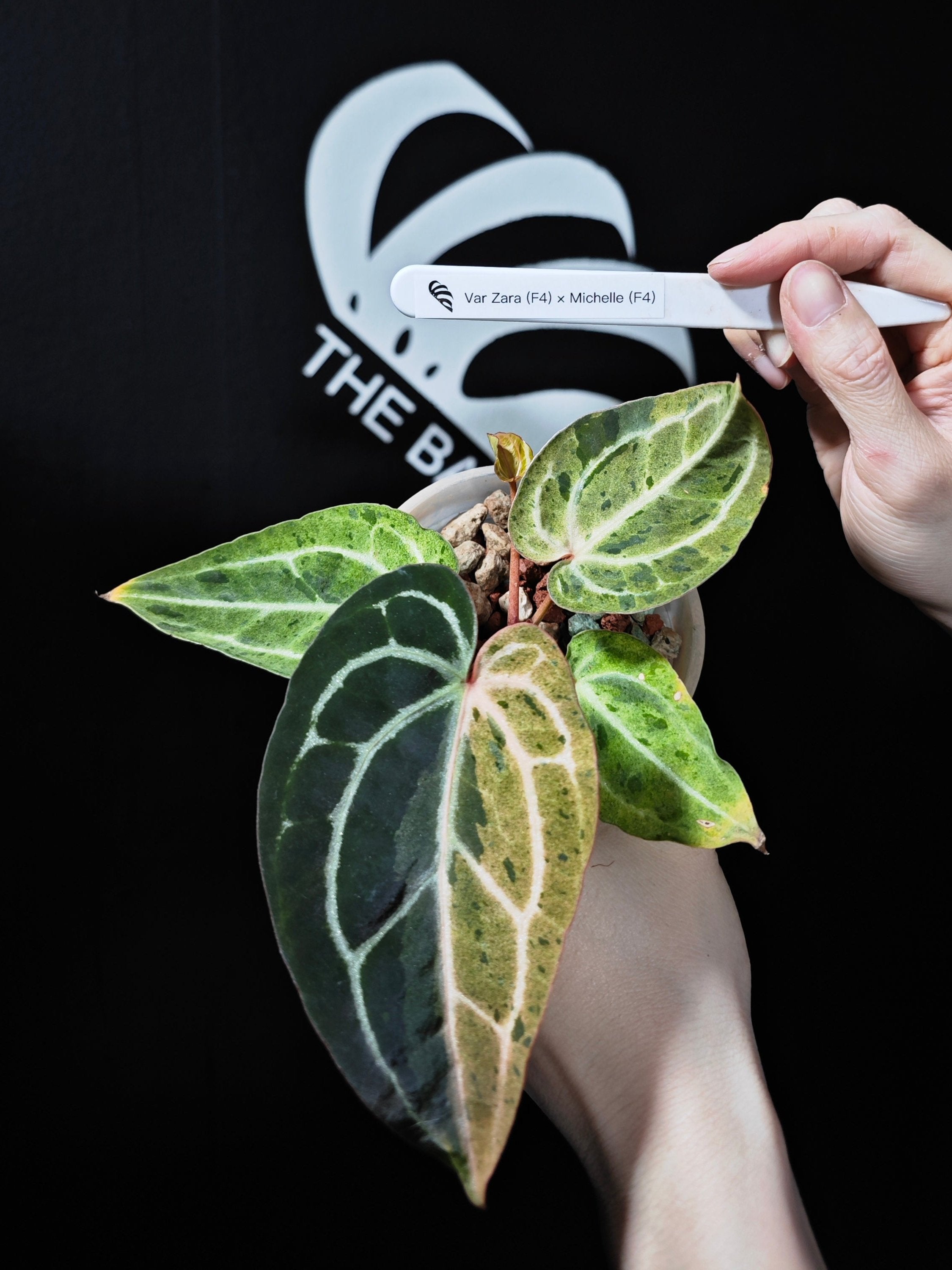 Anthurium Zara (F4) x Michelle (F4) Var - thebasements.com