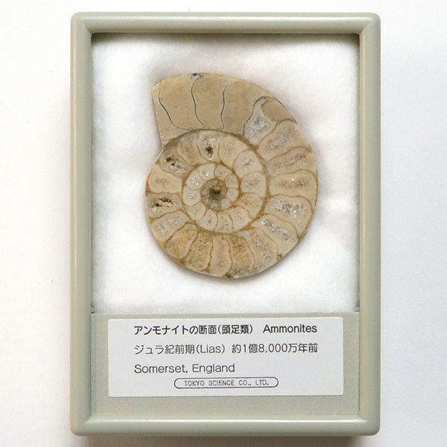 アンモナイト｜化石標本・分売｜化石販売・鉱物販売の東京サイエンス