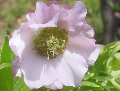 クリスマスローズ 開花株 シャルウィダンス ホワイト 太めネクタリ