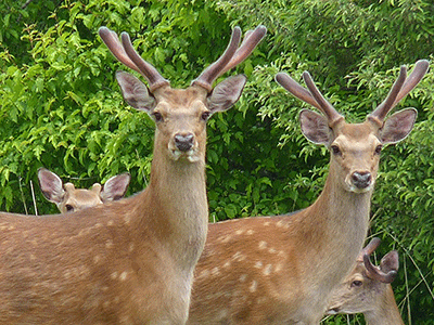 袋角のニホンジカWEBTODAY