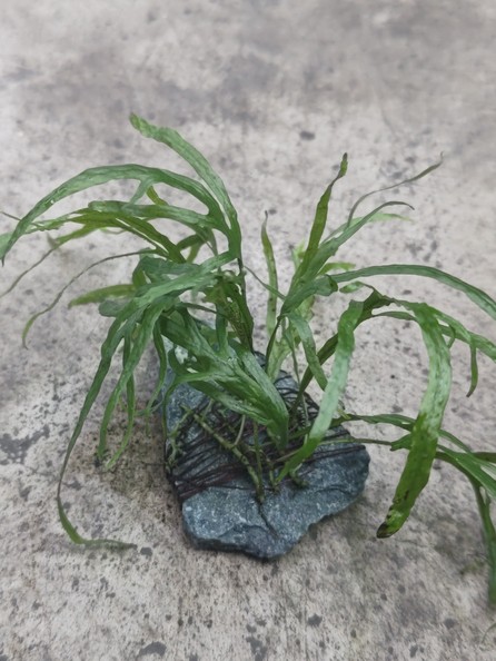 ミクロソリウム トライデントリーフ Microsorum sp．”tridentleaf