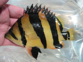 タイガーフィッシュ