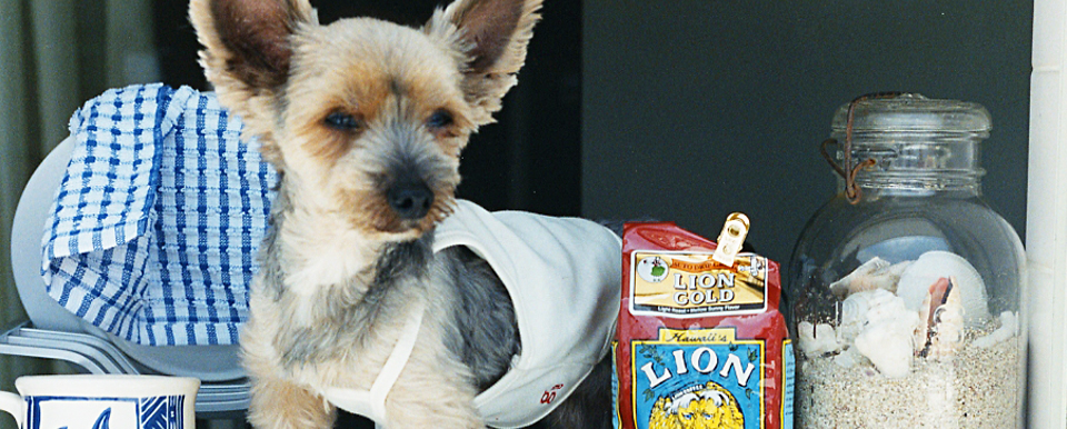 GG MADE IN TOKYO.』『GG+KIITI』『GG DENIM LINE』『Chocolat de