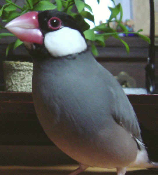 魅惑の文鳥たち3