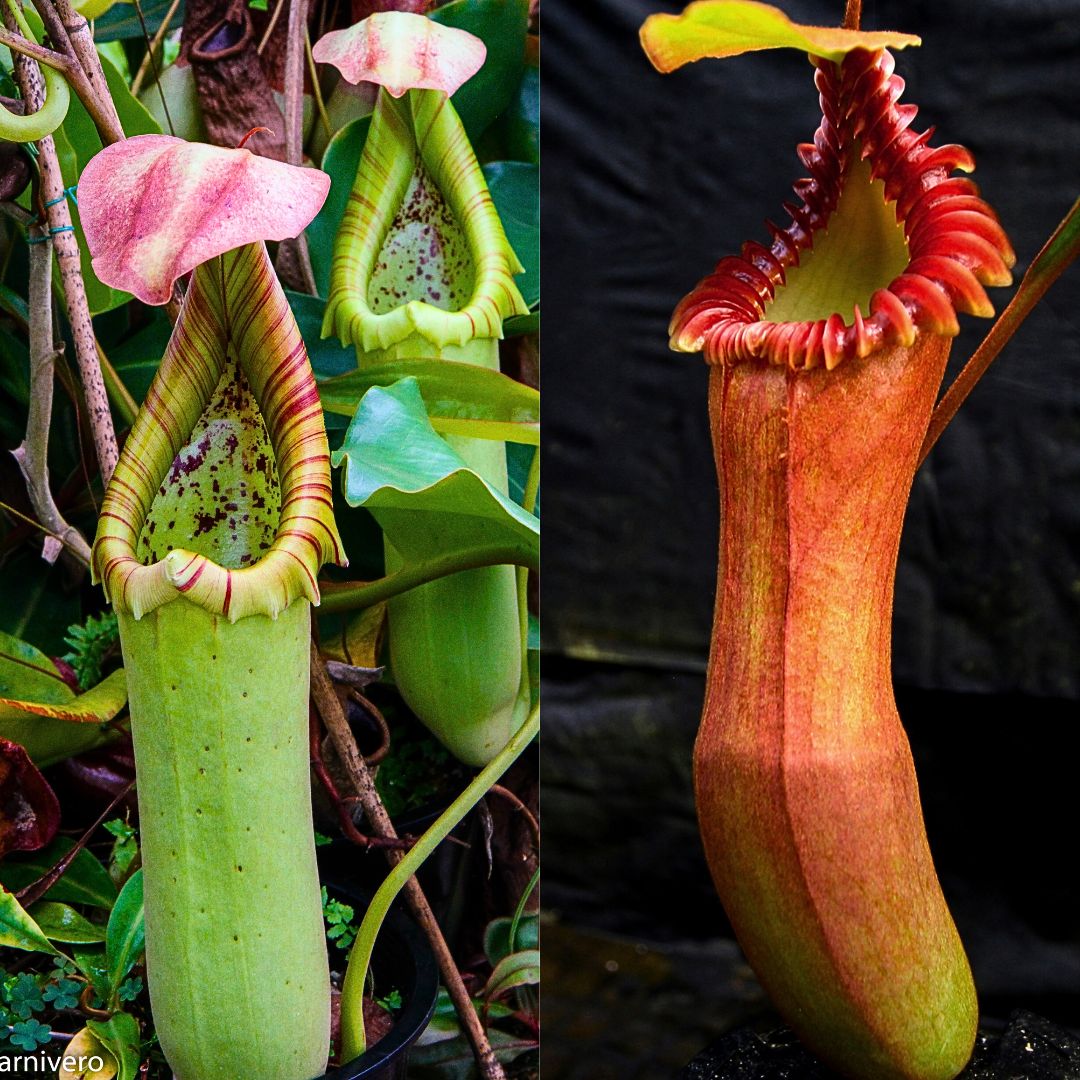 Nepenthes truncata JB x edwardsiana, CAR-0549 – Carnivero