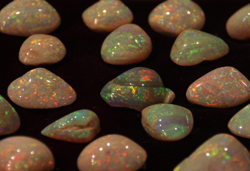 オパール化した二枚貝化石