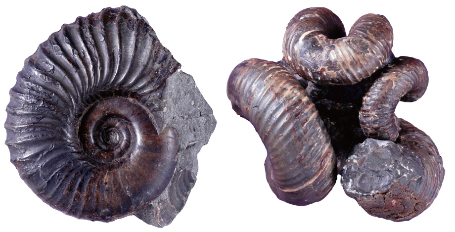 なぜ、アンモナイトは世界中から産出するのか？【コラムリレー第41回