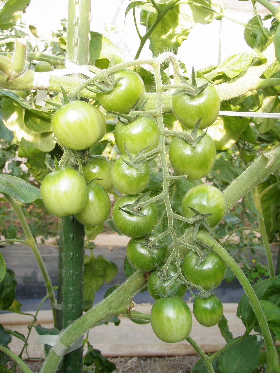 トマト、商品案内 | 【久留米種苗園芸】きゅうり、にがうり、スイカ