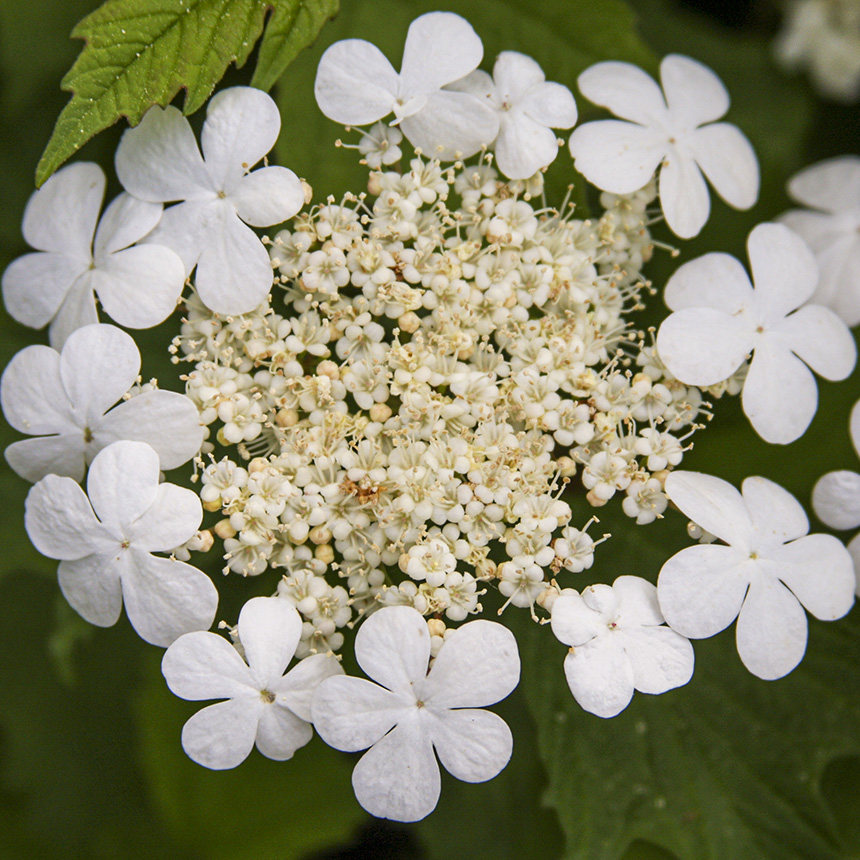 Minnesota Seasons - American highbush cranberry
