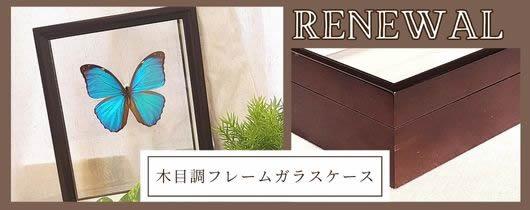 木箱標本ワイド , 蝶の標本 販売・通販のNatureShop|モルフォや