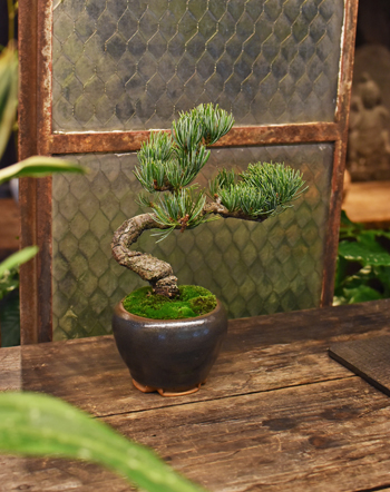 銀八房五葉松 - Collection : コレクション - NEO GREEN : ネオグリーン