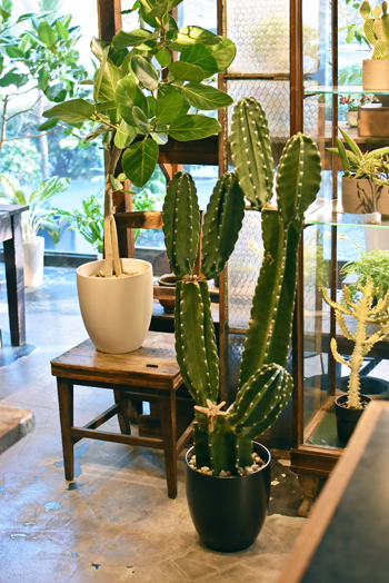 鬼面角ヌーダム - Collection : コレクション - NEO GREEN : ネオグリーン