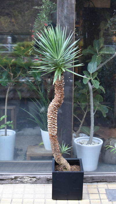 ユッカ リギダ【24-651】3頭株 ユッカ リギダ【24-651】3頭株 - メルカリ