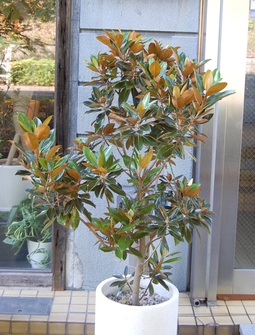 タイサンボク・リトルジェム - Collection : コレクション - NEO GREEN