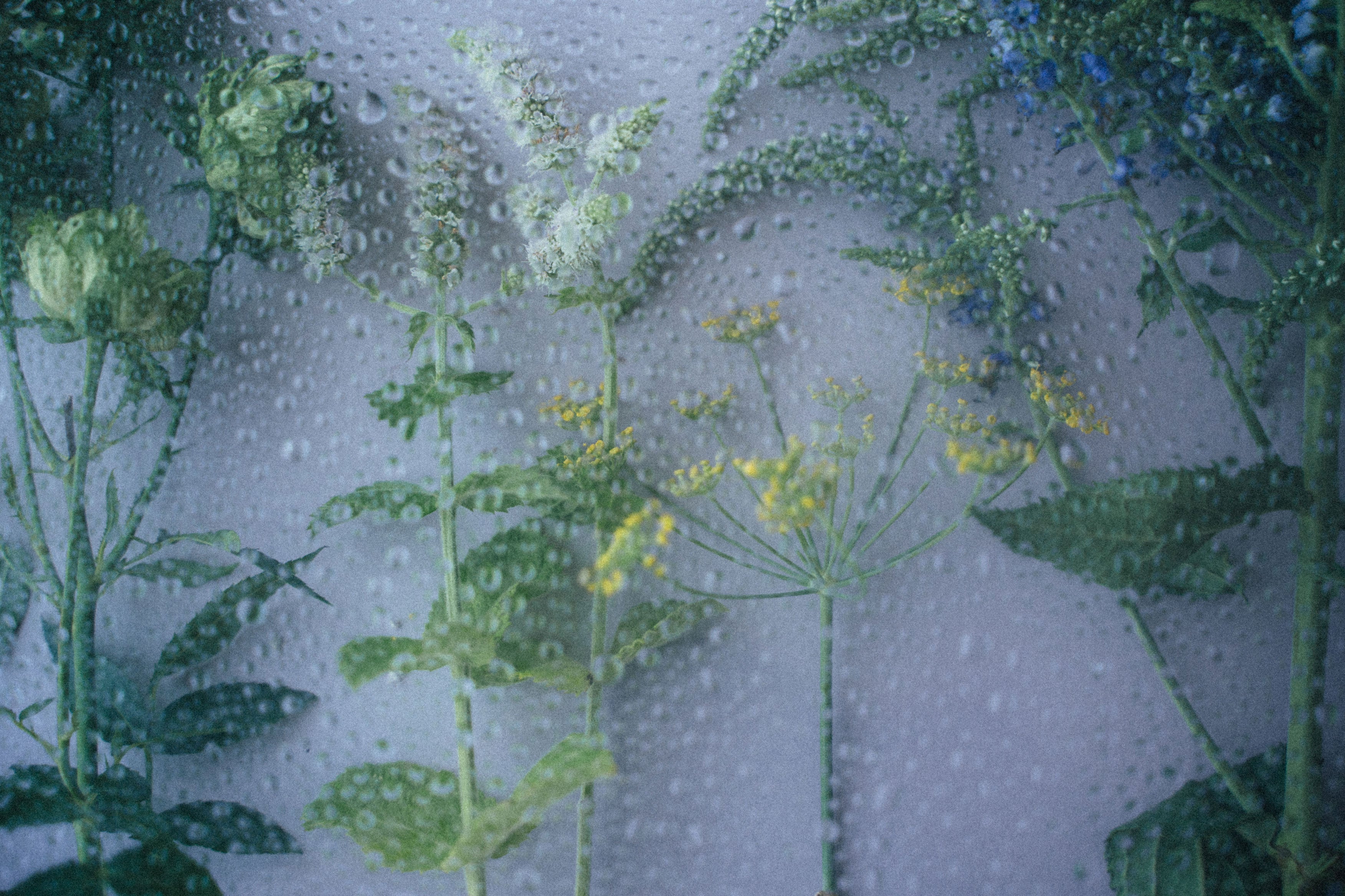 アロマ・ミスト・バスソルト | NeRoLi herb