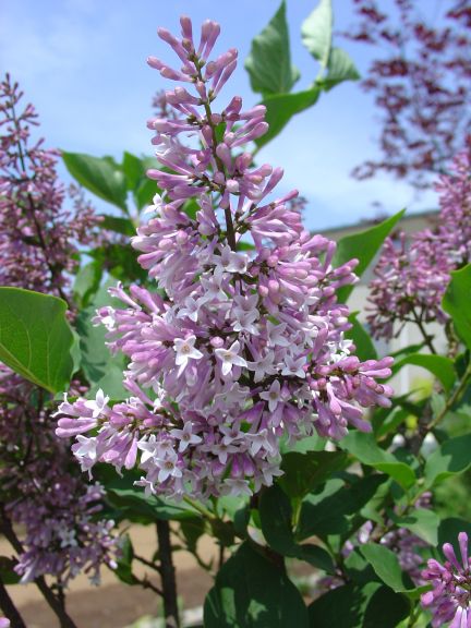 岡野秀花園｜OKANO SYUKAEN｜商品紹介
