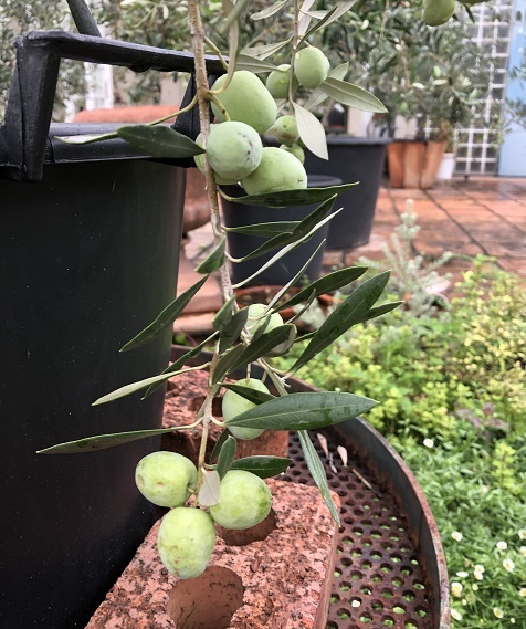 オリーブの木 アスコラーナ 7号 約140cm NO.846 現品掲載 オリーブの木
